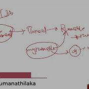 Java Multi Threading Using Runnable Interface Explained In Sinhala