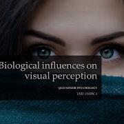 Biological Influences On Visual Perception