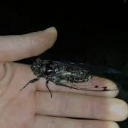 Brown Cicada Screams