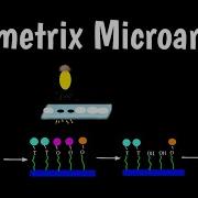 Affymetrix Microarray Affymetrix Genechip Affymetrix Genechip Oligonucleotide Microarray