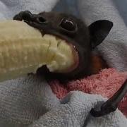 He S Cranky Rescued Bat Enjoys Banana