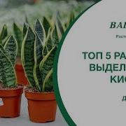 ТОП 5 растений производящих много кислорода Ваш сад