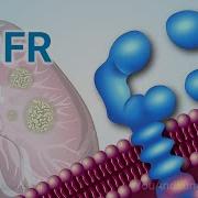 Understanding NSCLC Treatment When You Have An EGFR Mutation