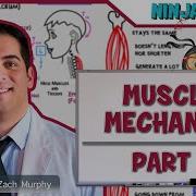 Musculoskeletal System Muscle Mechanics Types Of Contractions Levers