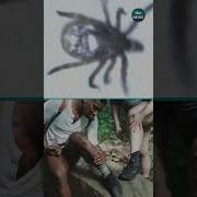 New Tick Borne Virus Arrives In The UK Itvnews News Health Tick