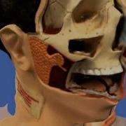 Head 3d Avi