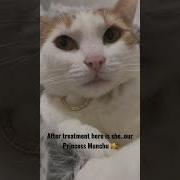 Poor Munchu Is A Rescue Cat Badly Infected With Ringworm Shorts Catshorts Catlover Rescuecat