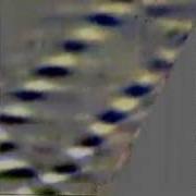 Wave Attractor Observed In Continuously Stratified Fluid