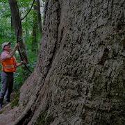 Tracking The Biggest Trees In Virginia