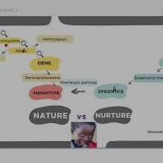 Mind Map Module 2 The Gene