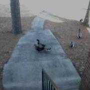 Duck Rape AVI