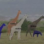 Giraffes And Zebras By Detectron2