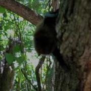 Chirping Bat