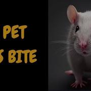 Do Pet Rats Bite
