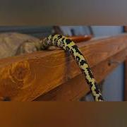 Whiskey 318G Caramel Coastal Carpet Python June 2026