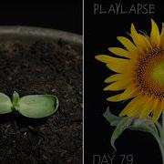 Growing Sunflower Time Lapse Seed To Flower For 83 Days