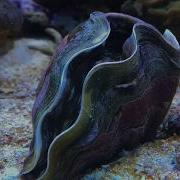 Giant Clam Opens Up