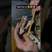 Snake Teeth Python Snake Python Teeth Nature Bird Animal Shorts