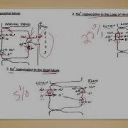 Lecture 16 Acid Base Regulation