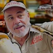 Opening Python Eggs Amazing Baby Snake Patterns Revealed