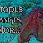 OCTOPUS Camouflage Changes Color Texture And Shape