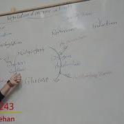 Regulation Of Enzyme Activity