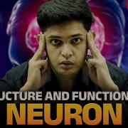 Structure And Functions Of Neuron Control And Coordination Class 10 Science Prashant Kirad