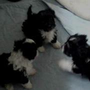 Neera S Puppies 5 Half Weeks AVI