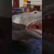 Jaws Shark Attack Universal Studios Hollywood