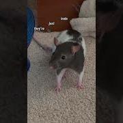 My Pet Rats Are NOT Pigeons