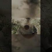 How To Survive On A Stranded Island 101 Starting With A Coconut Stranded Deep