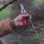 How To Make Basic Pruning Cuts Heading Thinning And Thinning To A Lateral 3 Cut Method PART 1