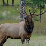 60 Elk Bugles And Chuckles During The Rut