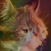 Catmelt Motion Interpolation For Glitch Aesthetics Using FFmpeg