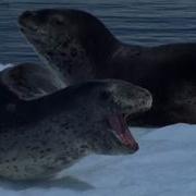 National Geographic Дикая Антарктида Wild Antarctica 2015 1080