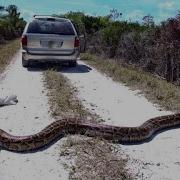 Python Hunters Take On Florida Everglades Snake Problem