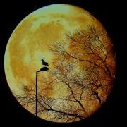 Yellow Moon Akeboshi