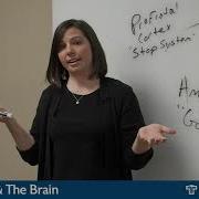 Addiction And The Brain