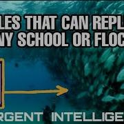 3 Laws Of Physics That All Schools Of Fish Follow