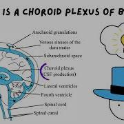 What Is Choroid Plexus Of Brain