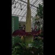 Corpse Flower San Francisco Conservatory Of Flowers