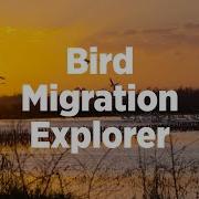 Bird Migration Explorer Explained