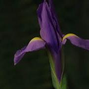 TF106 Time Lapse Flower FREE FOOTAGE