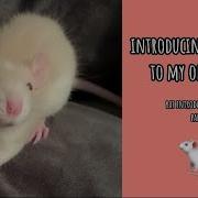 How To Introduce Rats To Each Other Part 1