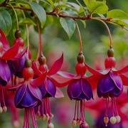 The 25 Most Beautiful Flowers In The World Stunning Blooms You Need To See
