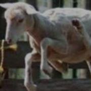 Save The Endangered Flying Sheep