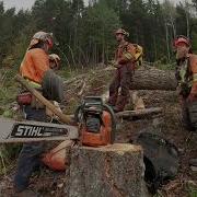 Supervision In Manual Falling Developing Effective Supervisors WorkSafeBC