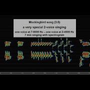 Mockingbird Song 3 0 A Polyphonic 2 Voice Singing 7 Min With Spectrogram