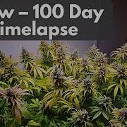 Cannabis SCROG Timelapse 100 Days In 3 Minutes Clone To Harvest