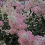 РОК ОСТРОВА СИРЕНЬ